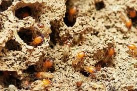 Termite Season in Central NC: 2026 Homeowner Guide